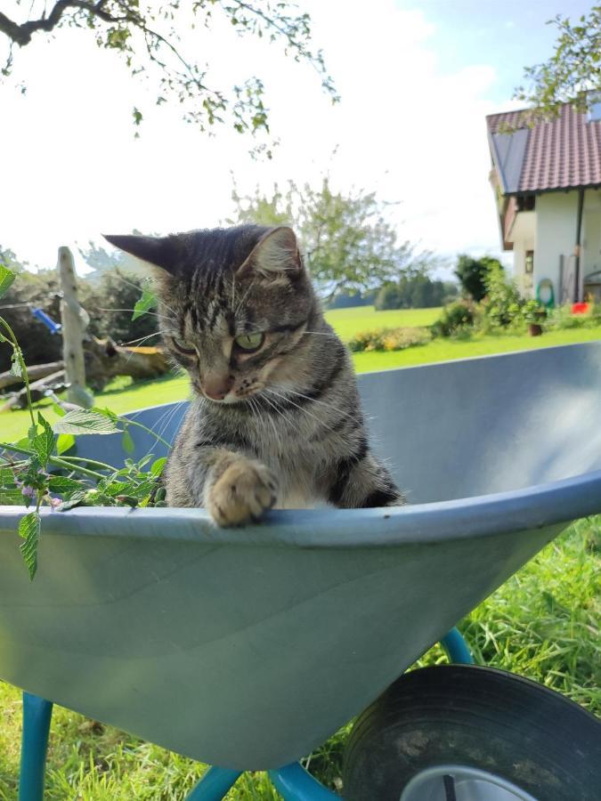 Gemütliches Ferienzimmer Trifts Wangen im Allgäu Exterior foto